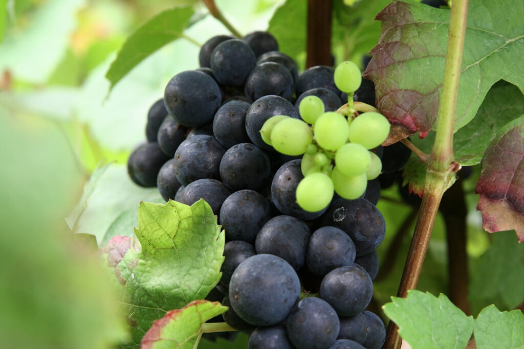 Coessens grapes